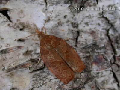 Pandemis heparana (dark fruit-tree tortrix) Kenneth Noble